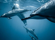 官方直播入口-樊振东决胜局险胜马龙夺冠 成就世界杯四冠伟业